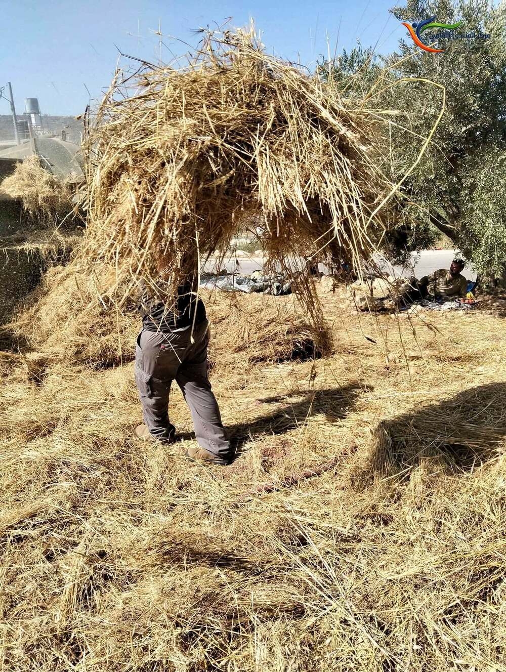 حصيدة القمح ضمن مبادرة «بذور الأمل»